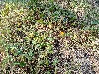 Thunbergia alata image