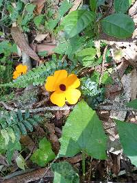 Thunbergia alata image