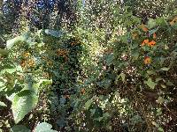 Thunbergia alata image