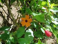 Thunbergia alata image