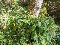Thunbergia alata image