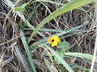 Thunbergia alata image