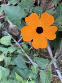 Thunbergia alata image