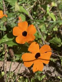 Thunbergia alata image
