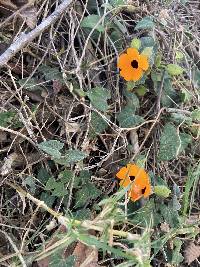 Thunbergia alata image