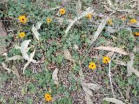 Thunbergia alata image