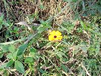 Thunbergia alata image