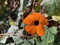 Thunbergia alata image