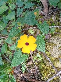 Thunbergia alata image