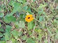 Thunbergia alata image