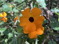 Thunbergia alata image