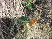 Thunbergia alata image