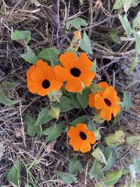 Thunbergia alata image