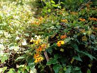 Thunbergia alata image