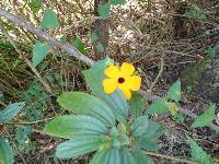 Thunbergia alata image