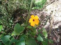 Thunbergia alata image