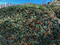 Thunbergia alata image