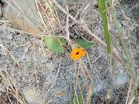 Thunbergia alata image