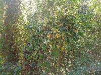 Thunbergia alata image