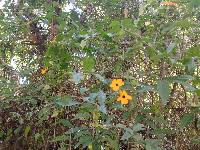 Thunbergia alata image