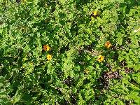 Thunbergia alata image