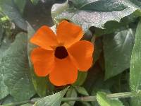 Thunbergia alata image