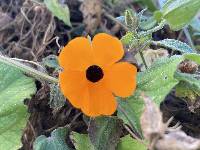 Thunbergia alata image