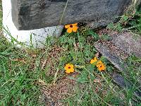 Thunbergia alata image