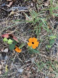 Thunbergia alata image