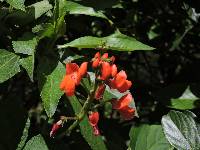 Phaseolus coccineus image