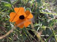 Thunbergia alata image