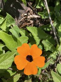 Thunbergia alata image