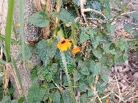 Thunbergia alata image