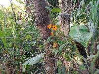 Thunbergia alata image