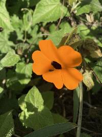 Thunbergia alata image