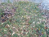 Thunbergia alata image