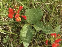 Phaseolus coccineus image