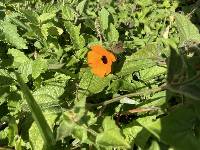 Thunbergia alata image
