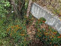 Thunbergia alata image