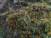 Thunbergia alata image