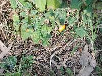 Thunbergia alata image