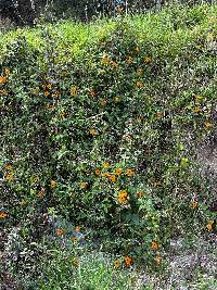 Thunbergia alata image