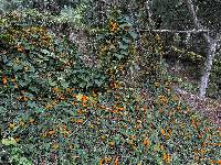 Thunbergia alata image