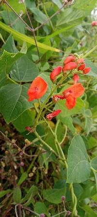 Phaseolus coccineus image