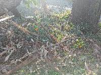 Thunbergia alata image