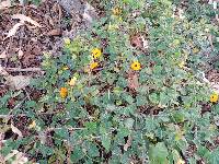 Thunbergia alata image
