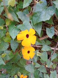 Thunbergia alata image