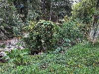 Thunbergia alata image