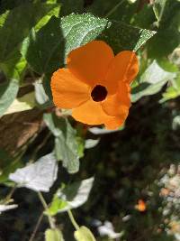 Thunbergia alata image