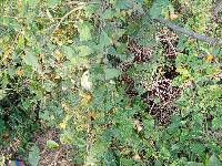 Thunbergia alata image